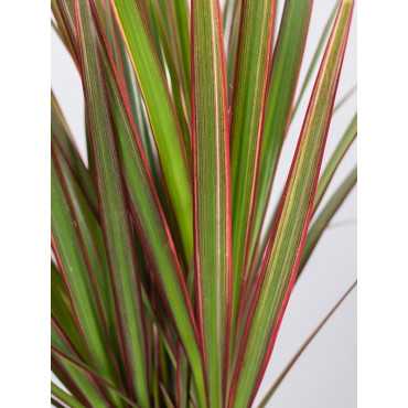 Dracena 'Bicolor' | 1 Pęd | Mała