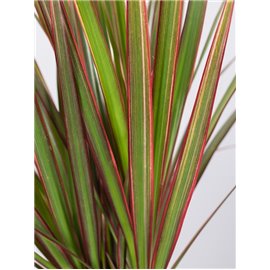 Dracena 'Bicolor' | 1 Pęd | Mała