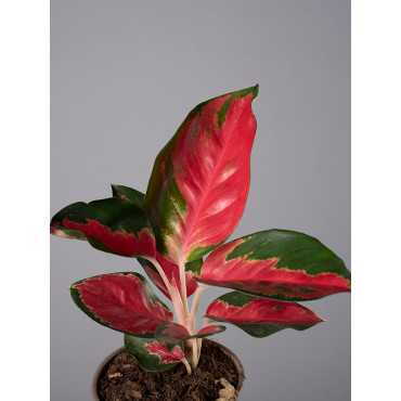Aglaonema 'Red Star'