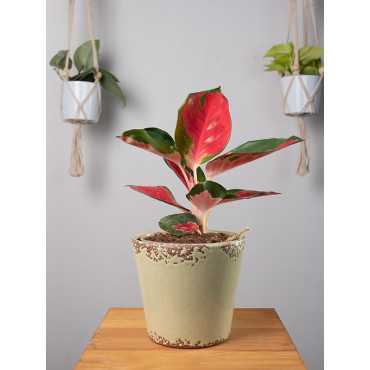 Aglaonema 'Red Star'