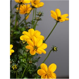 Bidens