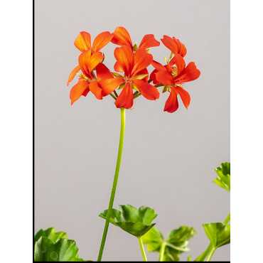 Pelargonia kaskadowa