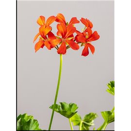 Pelargonia kaskadowa