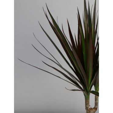 Dracena 'Magenta' | 3 pędy