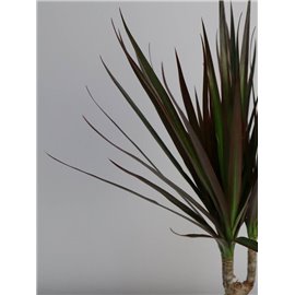 Dracena 'Magenta' | 3 pędy