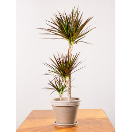 Dracena 'Magenta' | 3 pędy