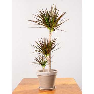 Dracena 'Magenta' | 3 pędy