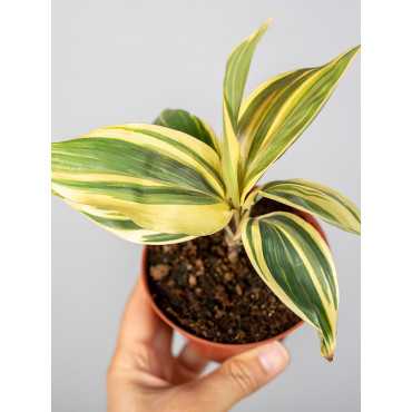 Kordylina 'Chocolate Queen'