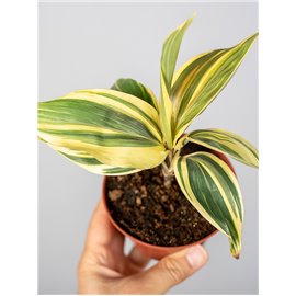 Kordylina 'Chocolate Queen'