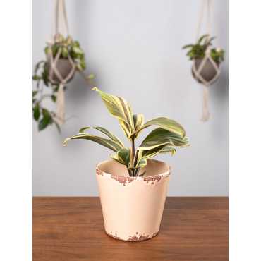 Kordylina 'Chocolate Queen'