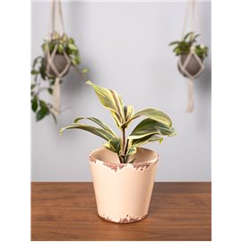 Kordylina 'Chocolate Queen'