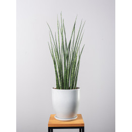 Sansewieria 'Fernwood Mikado'