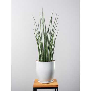 Sansewieria 'Fernwood Mikado'