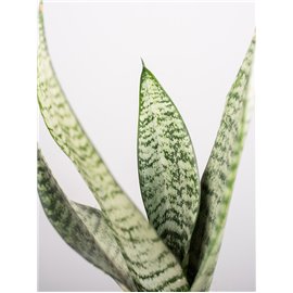 Sanseweria 'Zeylanica' w osłonce