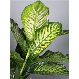 Difenbachia 'Maroba'