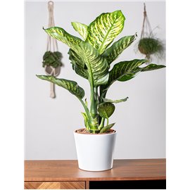 Difenbachia 'Maroba'