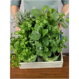 Majeranek | Origanum majorana L.