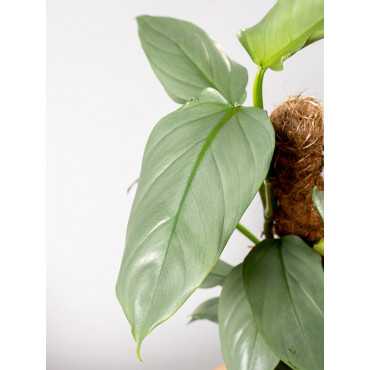 Filodendron 'Silver Queen' na pniu