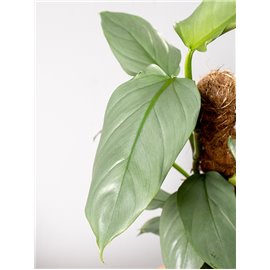 Filodendron 'Silver Queen' na pniu