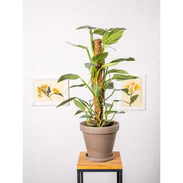 Filodendron 'Silver Queen' na pniu