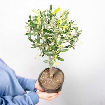 Oliwka europejska na pniu | Duża