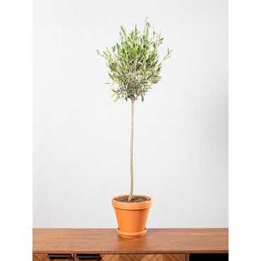 Oliwka europejska na pniu | Duża