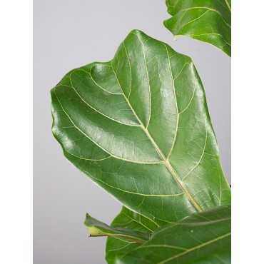 Fikus 'Audrey' na pniu