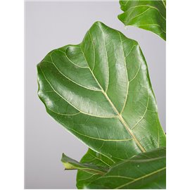 Fikus 'Audrey' na pniu