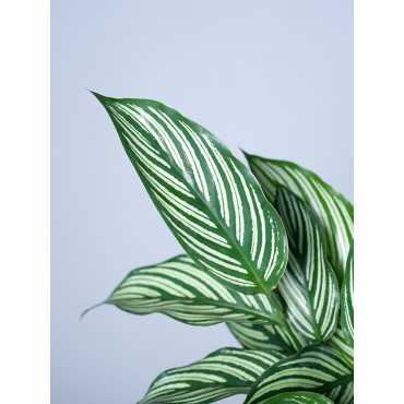 Kalatea 'Vittata'
