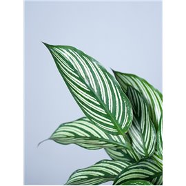 Kalatea 'Vittata'
