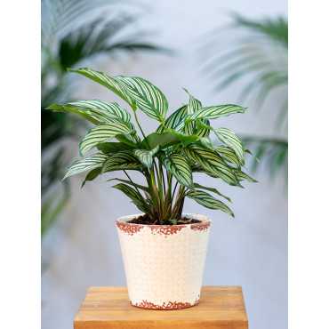 Kalatea 'Vittata'