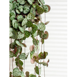 Ceropegia woodii
