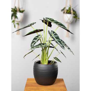 Alokazja 'Bambino Arrow'