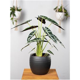 Alokazja 'Bambino Arrow'