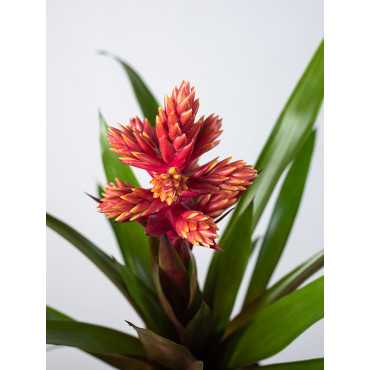 Guzmania 'Brush'