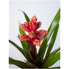 Guzmania 'Brush'