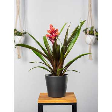 Guzmania 'Brush'