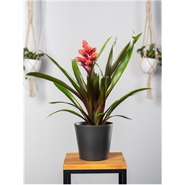 Guzmania 'Brush'