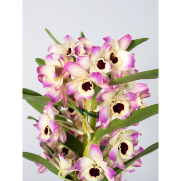 Dendrobium nobile 'Sunny Eyes'