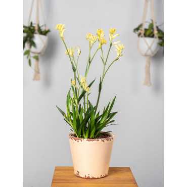Anigozanthos 'Beauty Yellow'