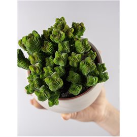 Grubosz 'Buddha's Temple'