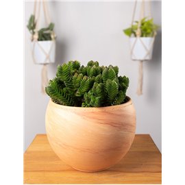 Grubosz 'Buddha's Temple'