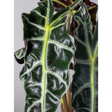 Alokazja 'Polly' Alokazja 'Polly'