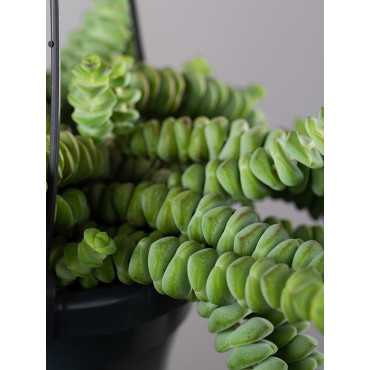 Grubosz 'Hottentot' | Wiszący