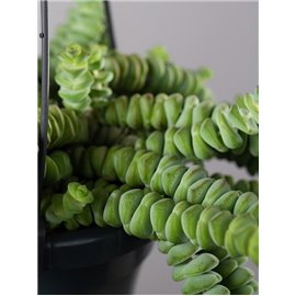 Grubosz 'Hottentot' | Wiszący