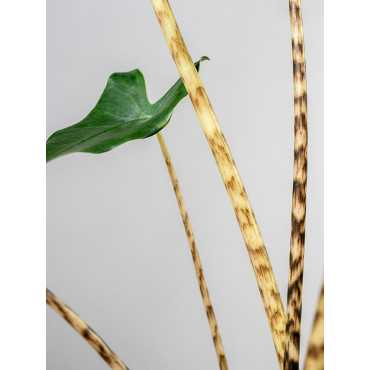 Alokazja 'Mini Zebrina'