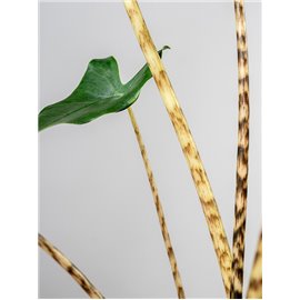 Alokazja 'Mini Zebrina'