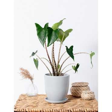 Alokazja 'Mini Zebrina'