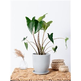 Alokazja 'Mini Zebrina'