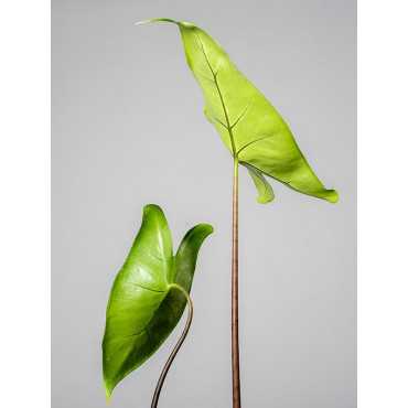 Alokazja 'Black Zebrina'